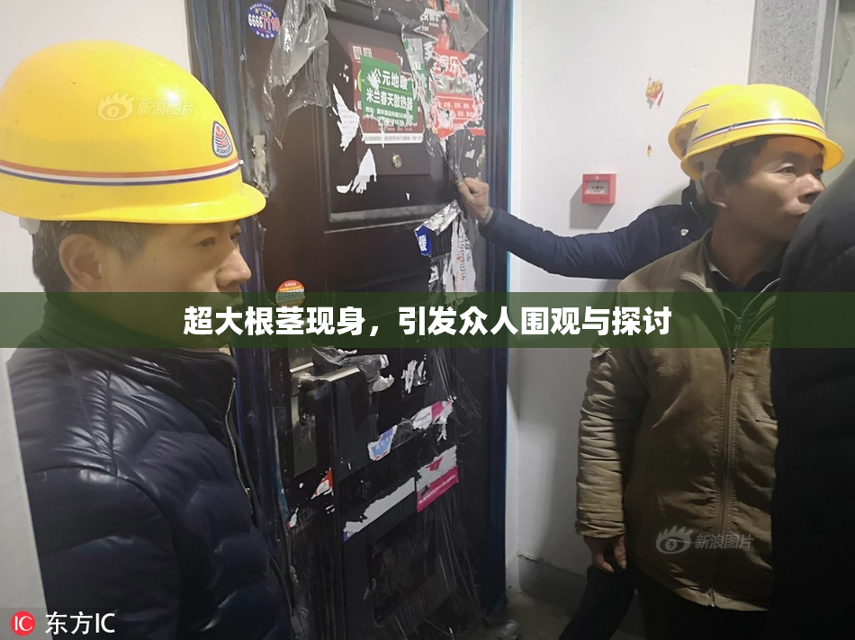 超大根茎现身，引发众人围观与探讨