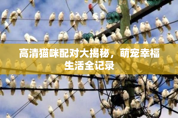 高清猫咪配对大揭秘，萌宠幸福生活全记录