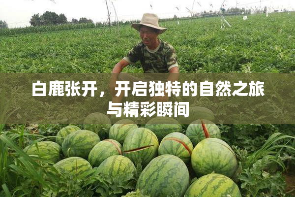 白鹿张开，开启独特的自然之旅与精彩瞬间
