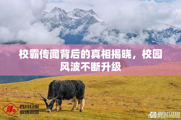 校霸传闻背后的真相揭晓，校园风波不断升级