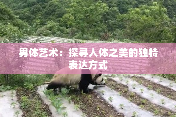 男体艺术：探寻人体之美的独特表达方式