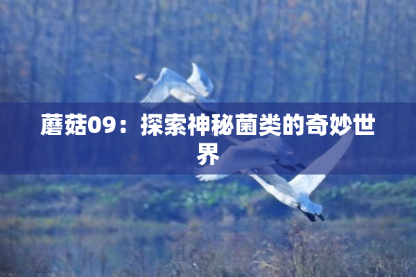 蘑菇09：探索神秘菌类的奇妙世界