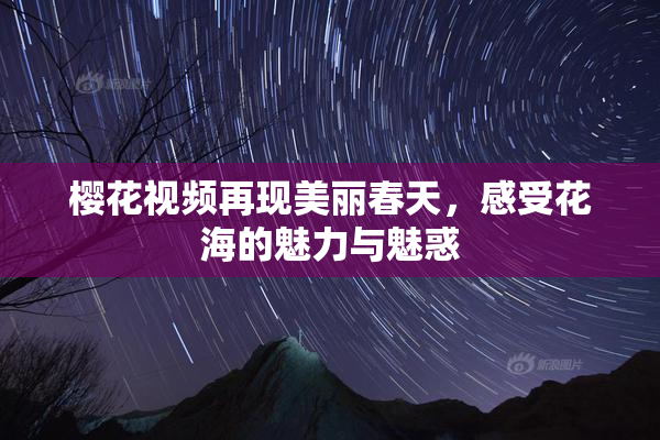 樱花视频再现美丽春天，感受花海的魅力与魅惑