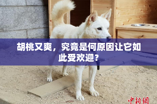 胡桃又爽，究竟是何原因让它如此受欢迎？
