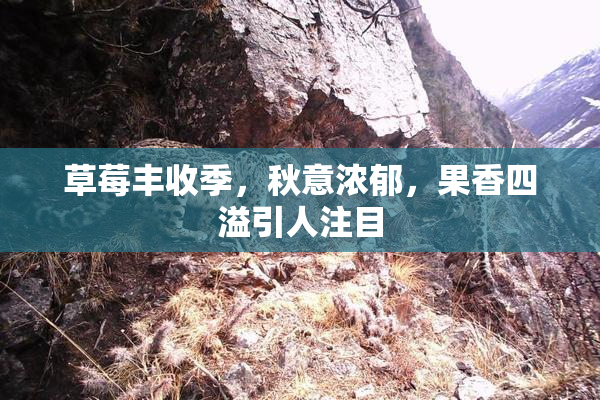 草莓丰收季，秋意浓郁，果香四溢引人注目