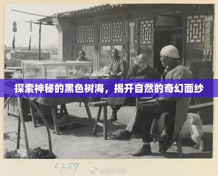 探索神秘的黑色树海，揭开自然的奇幻面纱