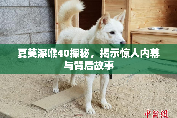 夏芙深喉40探秘，揭示惊人内幕与背后故事