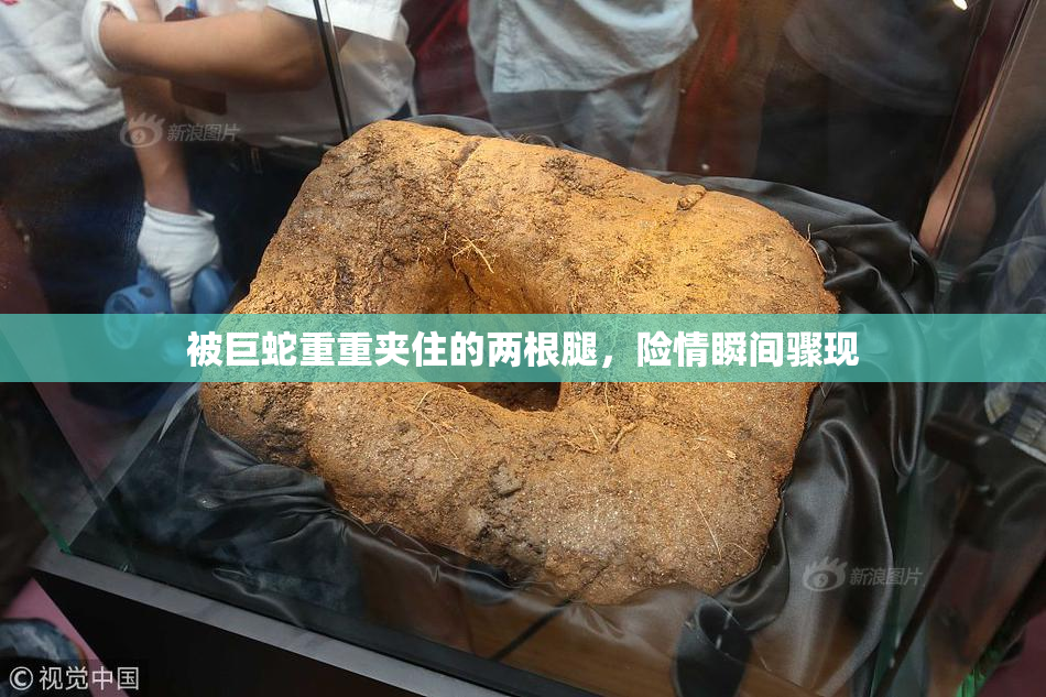 被巨蛇重重夹住的两根腿，险情瞬间骤现