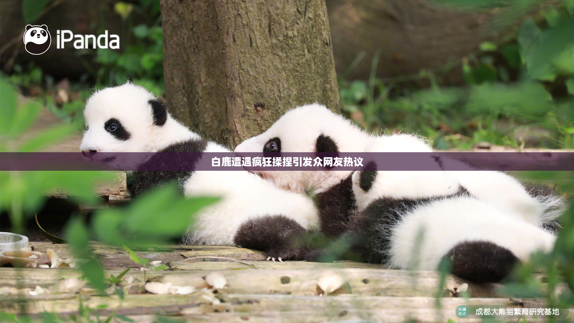 白鹿遭遇疯狂揉捏引发众网友热议