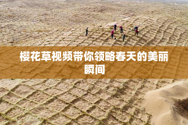 樱花草视频带你领略春天的美丽瞬间
