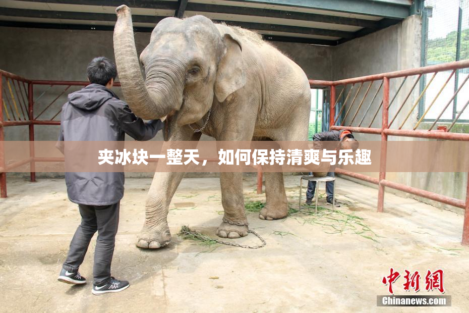 夹冰块一整天，如何保持清爽与乐趣