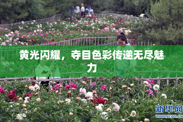 黄光闪耀，夺目色彩传递无尽魅力
