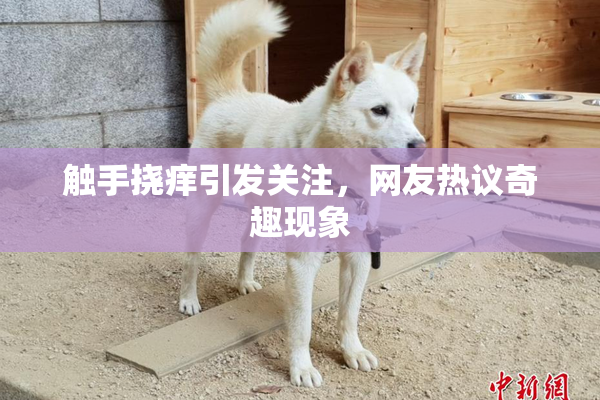 触手挠痒引发关注，网友热议奇趣现象
