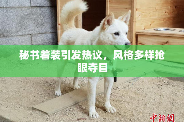秘书着装引发热议，风格多样抢眼夺目