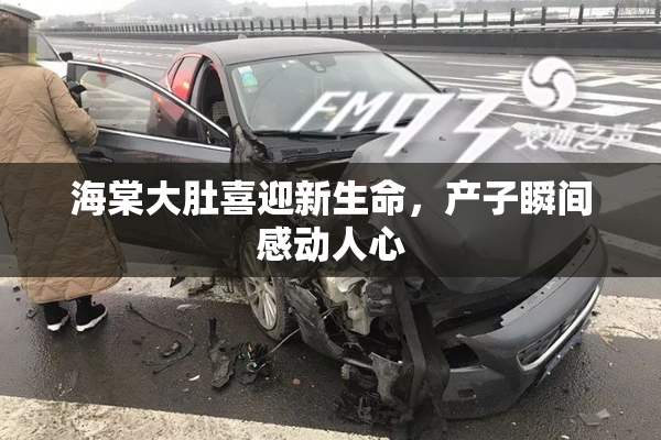 海棠大肚喜迎新生命，产子瞬间感动人心