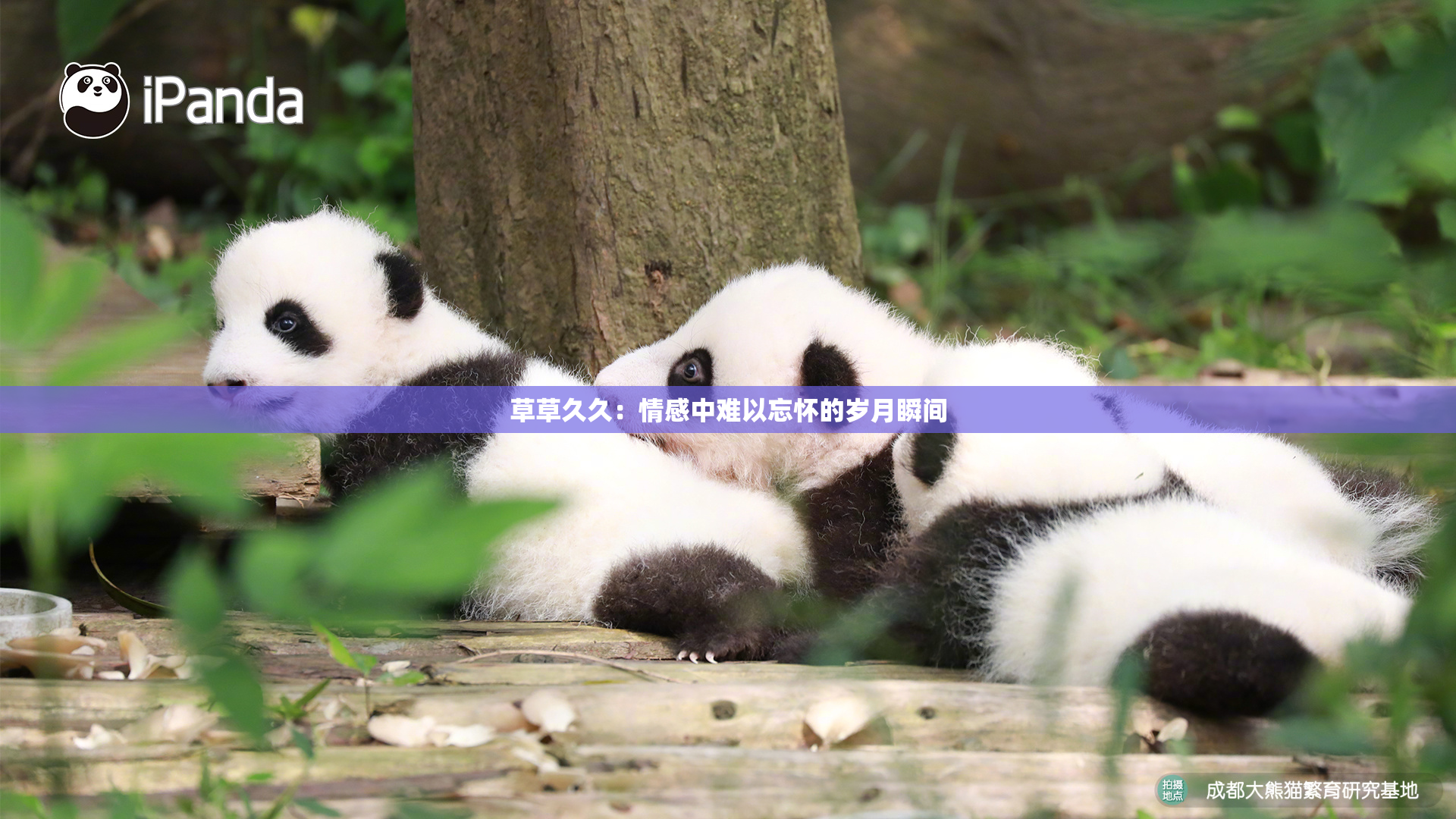 草草久久：情感中难以忘怀的岁月瞬间