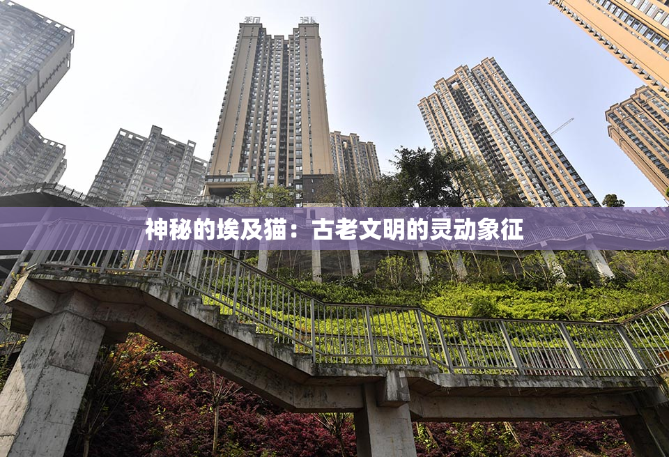 神秘的埃及猫：古老文明的灵动象征
