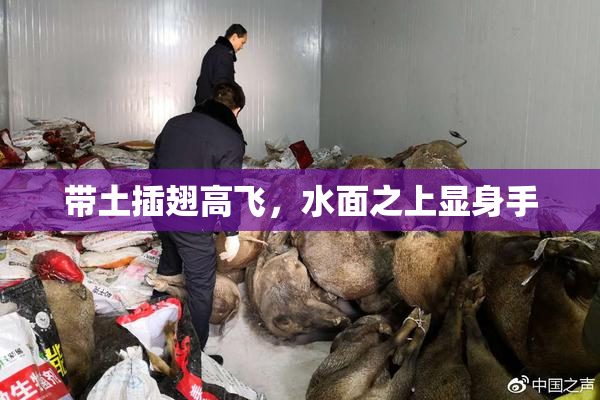 带土插翅高飞，水面之上显身手