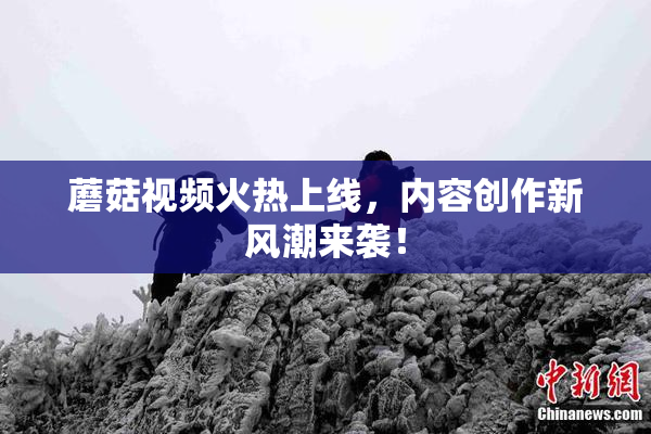 蘑菇视频火热上线，内容创作新风潮来袭！