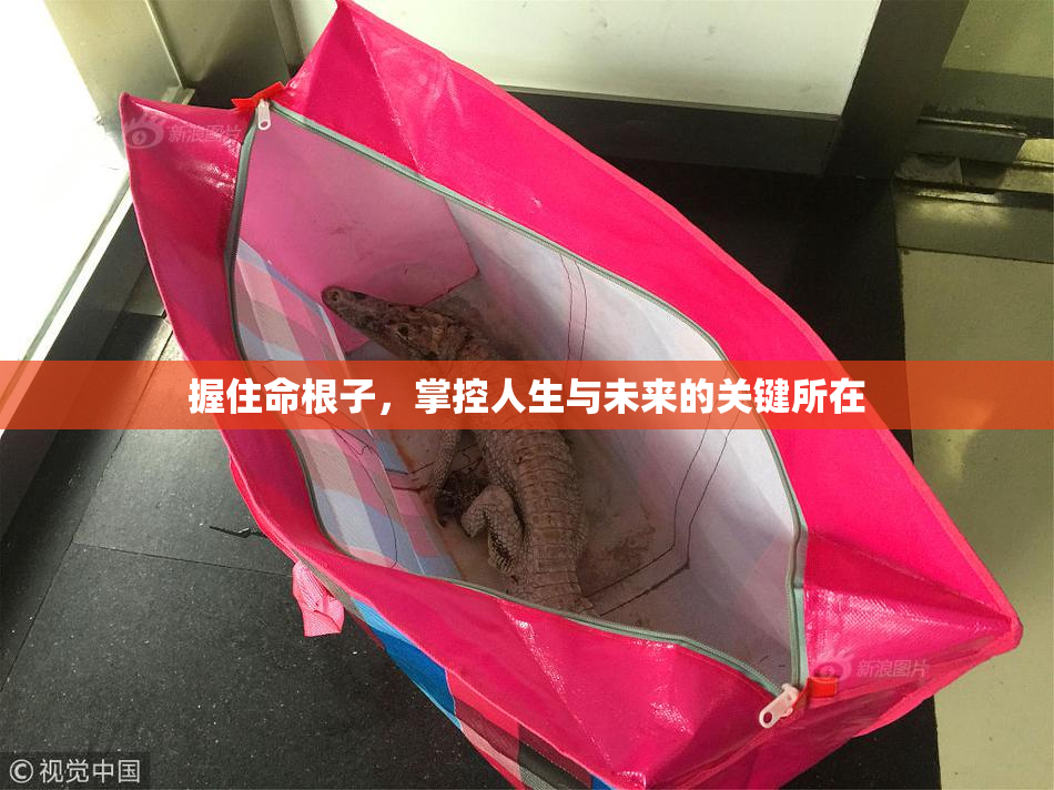 握住命根子，掌控人生与未来的关键所在