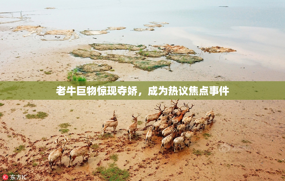 老牛巨物惊现夺娇，成为热议焦点事件