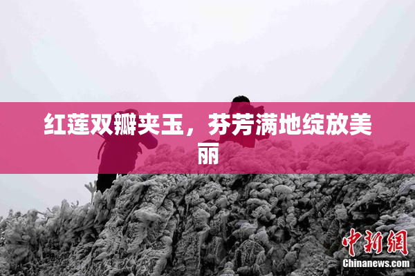 红莲双瓣夹玉，芬芳满地绽放美丽