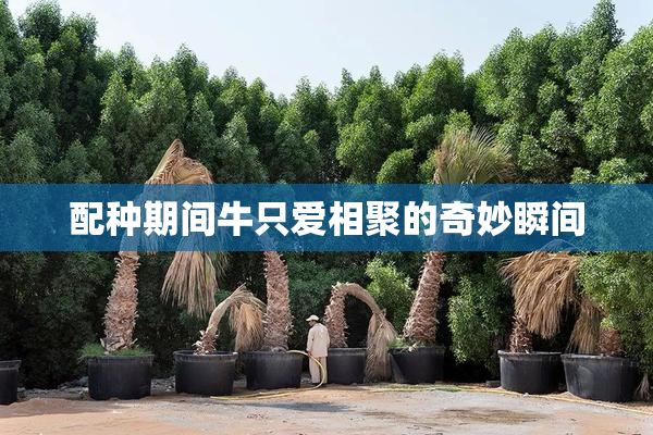 配种期间牛只爱相聚的奇妙瞬间