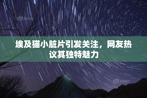 埃及猫小脏片引发关注，网友热议其独特魅力
