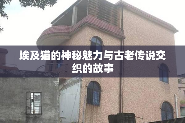 埃及猫的神秘魅力与古老传说交织的故事