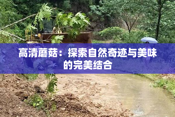 高清蘑菇：探索自然奇迹与美味的完美结合