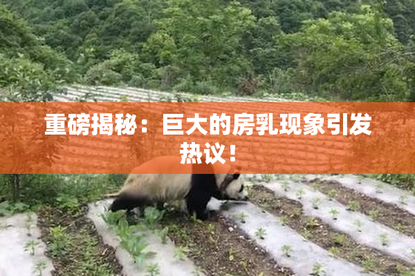 重磅揭秘：巨大的房乳现象引发热议！