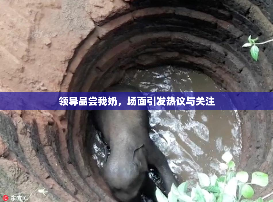 领导品尝我奶，场面引发热议与关注