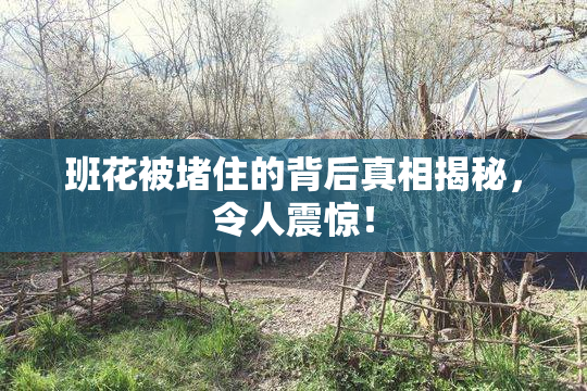 班花被堵住的背后真相揭秘，令人震惊！