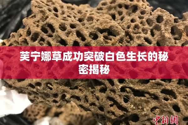 芙宁娜草成功突破白色生长的秘密揭秘