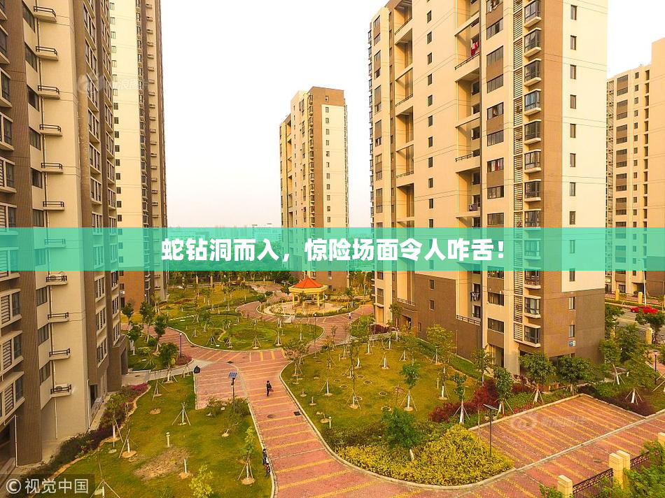 蛇钻洞而入，惊险场面令人咋舌！