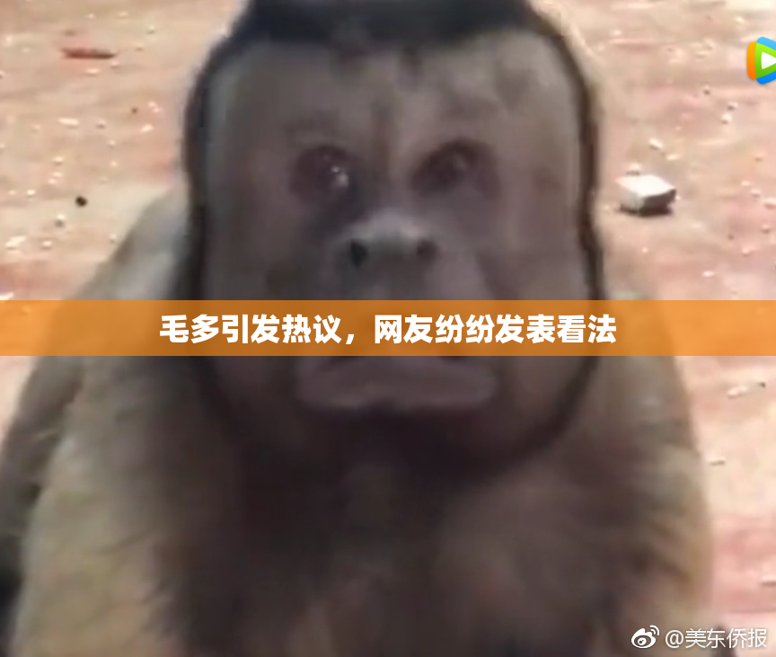 毛多引发热议，网友纷纷发表看法