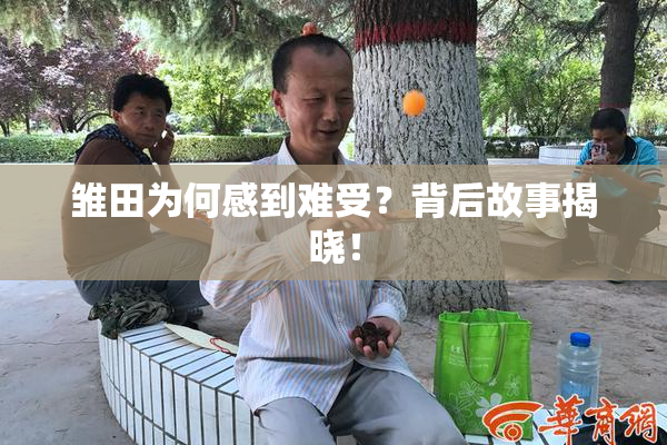 雏田为何感到难受？背后故事揭晓！