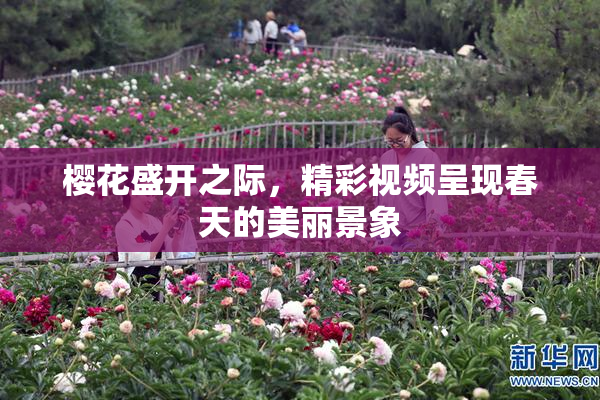 樱花盛开之际，精彩视频呈现春天的美丽景象