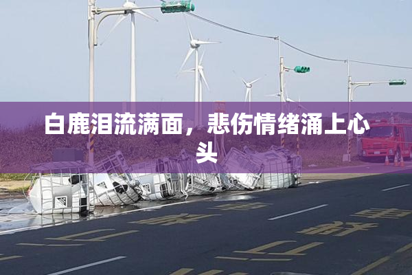 白鹿泪流满面，悲伤情绪涌上心头