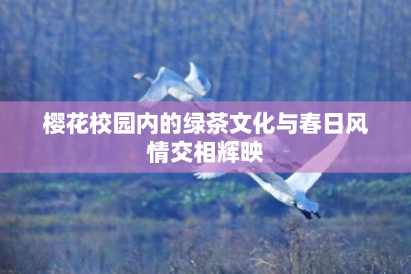 樱花校园内的绿茶文化与春日风情交相辉映