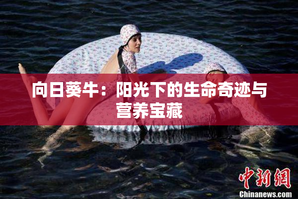 向日葵牛：阳光下的生命奇迹与营养宝藏