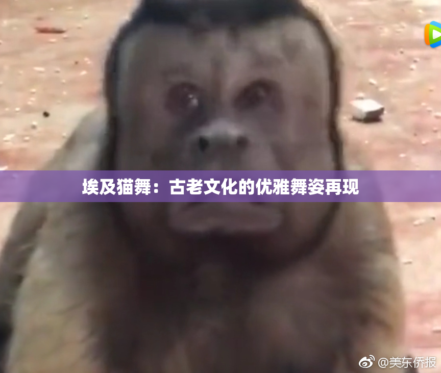 埃及猫舞：古老文化的优雅舞姿再现