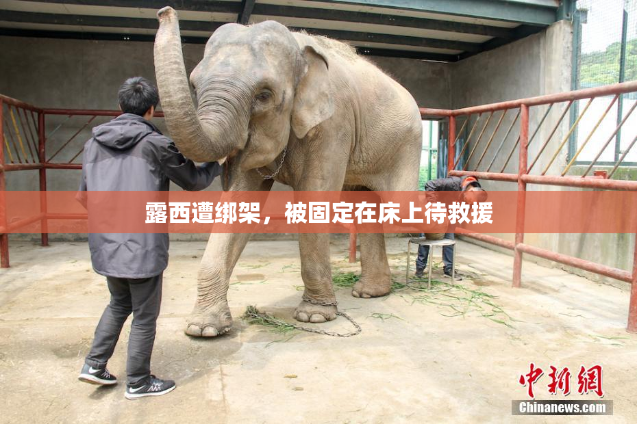 露西遭绑架，被固定在床上待救援