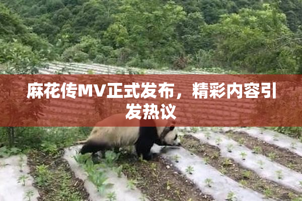 麻花传MV正式发布，精彩内容引发热议