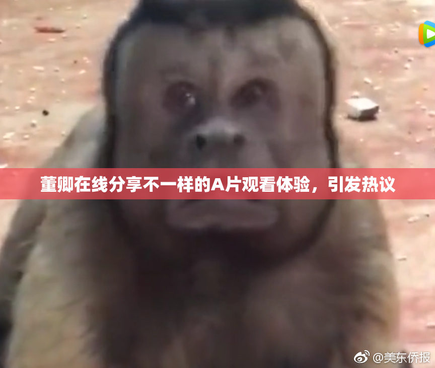董卿在线分享不一样的A片观看体验，引发热议
