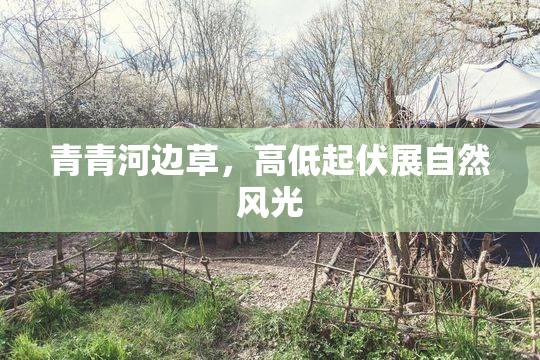 青青河边草，高低起伏展自然风光