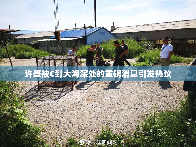 许盛被C到大海深处的重磅消息引发热议