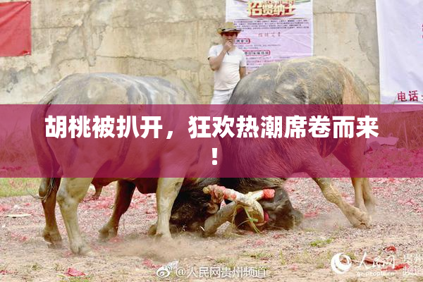 胡桃被扒开，狂欢热潮席卷而来！
