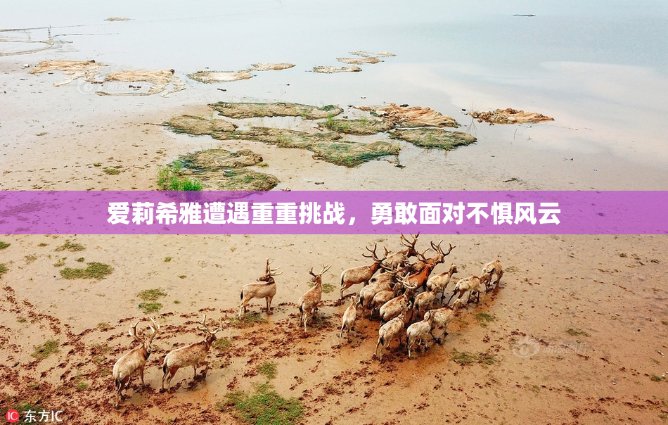 爱莉希雅遭遇重重挑战，勇敢面对不惧风云